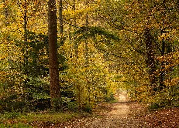 Herfst